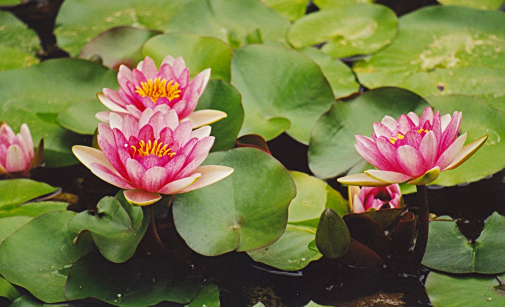 Nenúfares en el Jardín Botánico del Puerto de la Cruz by Teresa Alvarez