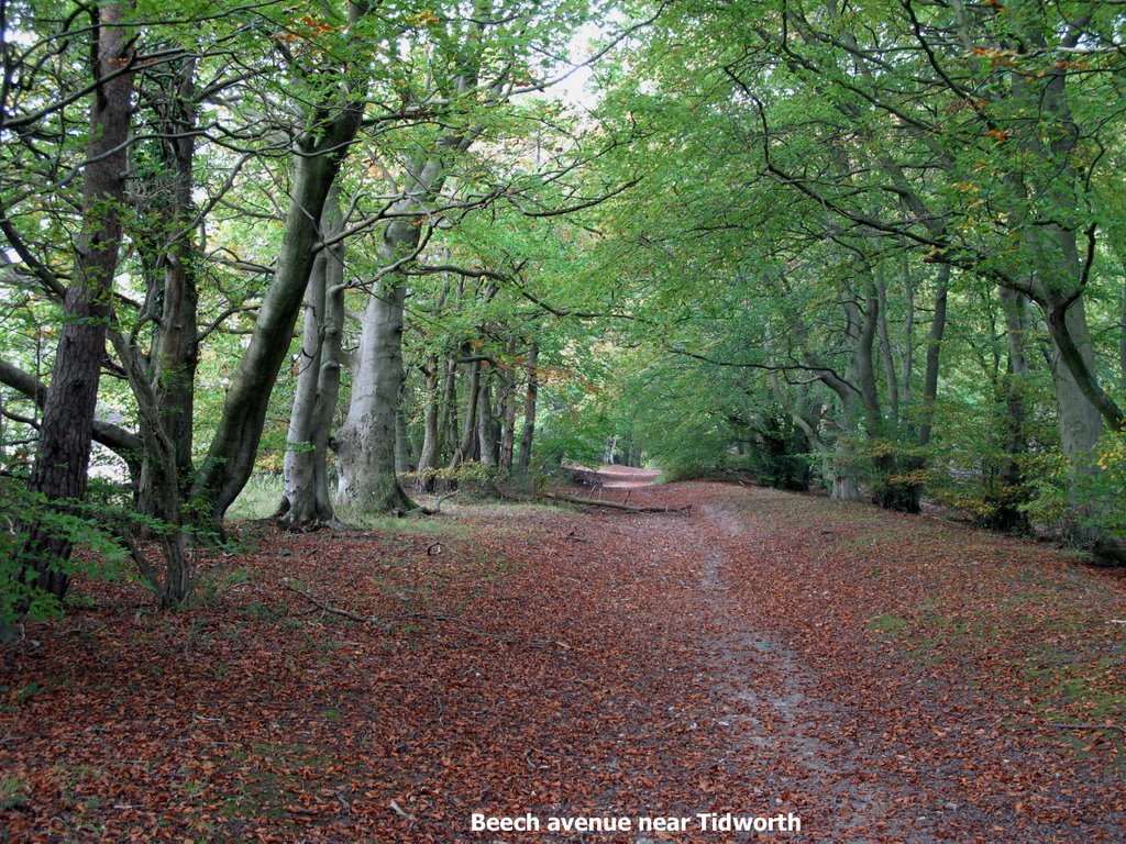 Beech avenue near Tidworth by Collin West