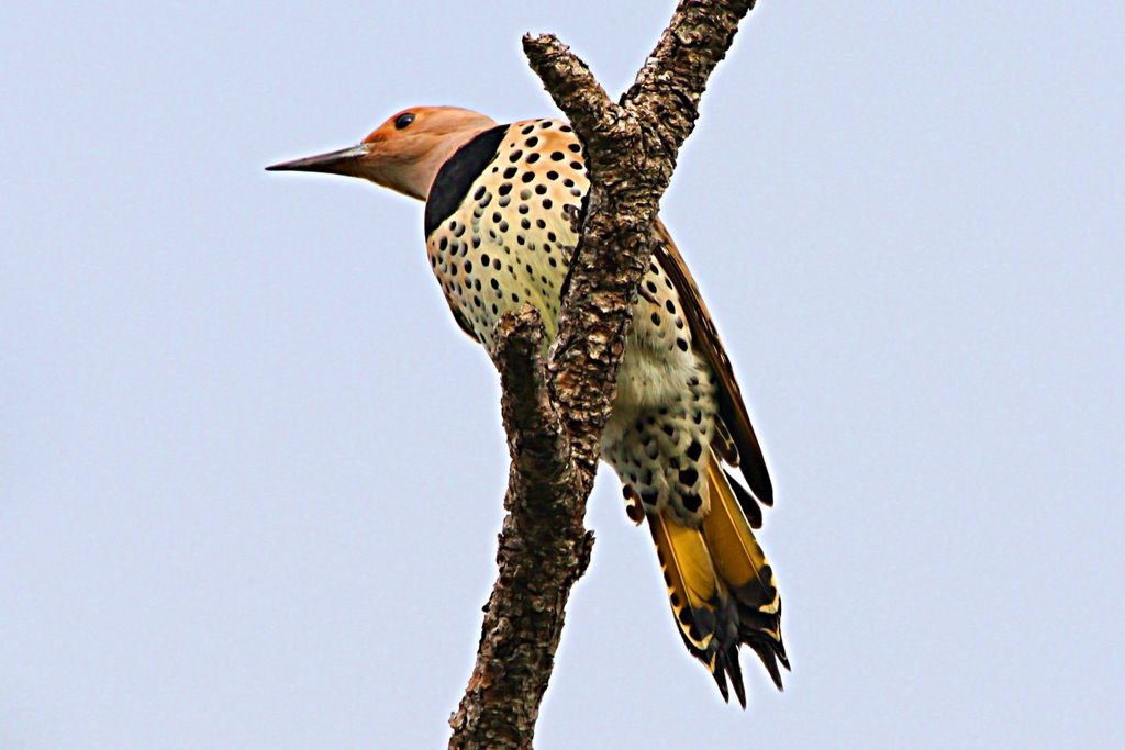 Northern Flicker - Mead Garden - Winter Park - Florida by Cleber C Ferreira