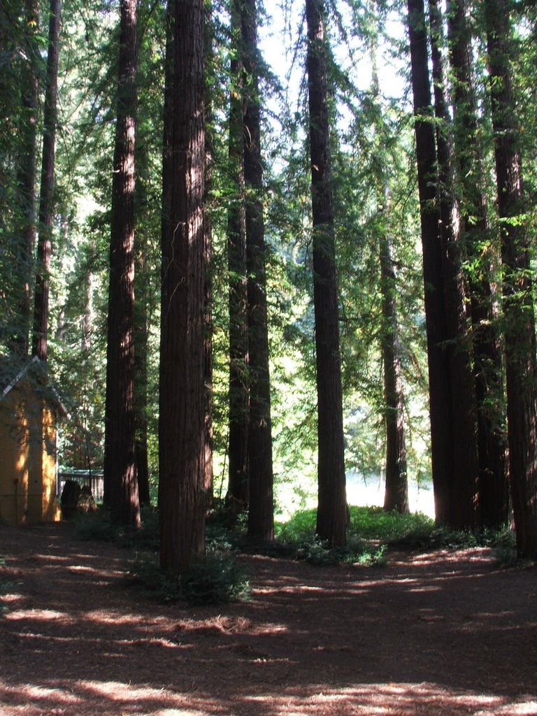 Happy Valley Redwood Trees 8-22-2009 by Kyle Stephen Smith