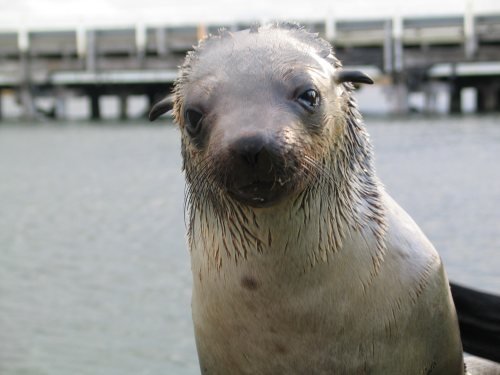 Seal on the bank of River Moyne by rusnap