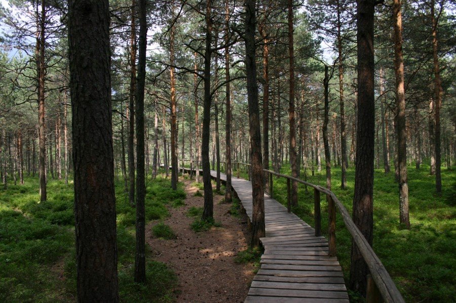 Híd a Mohos Láphoz / Bridge to the Swamp Mohos by Attila Dézsi