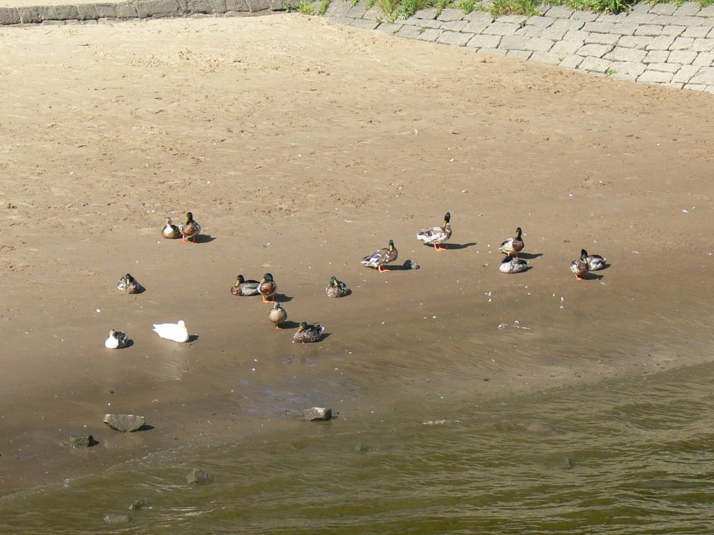 Enten am Zollenspieker by Zucker1972