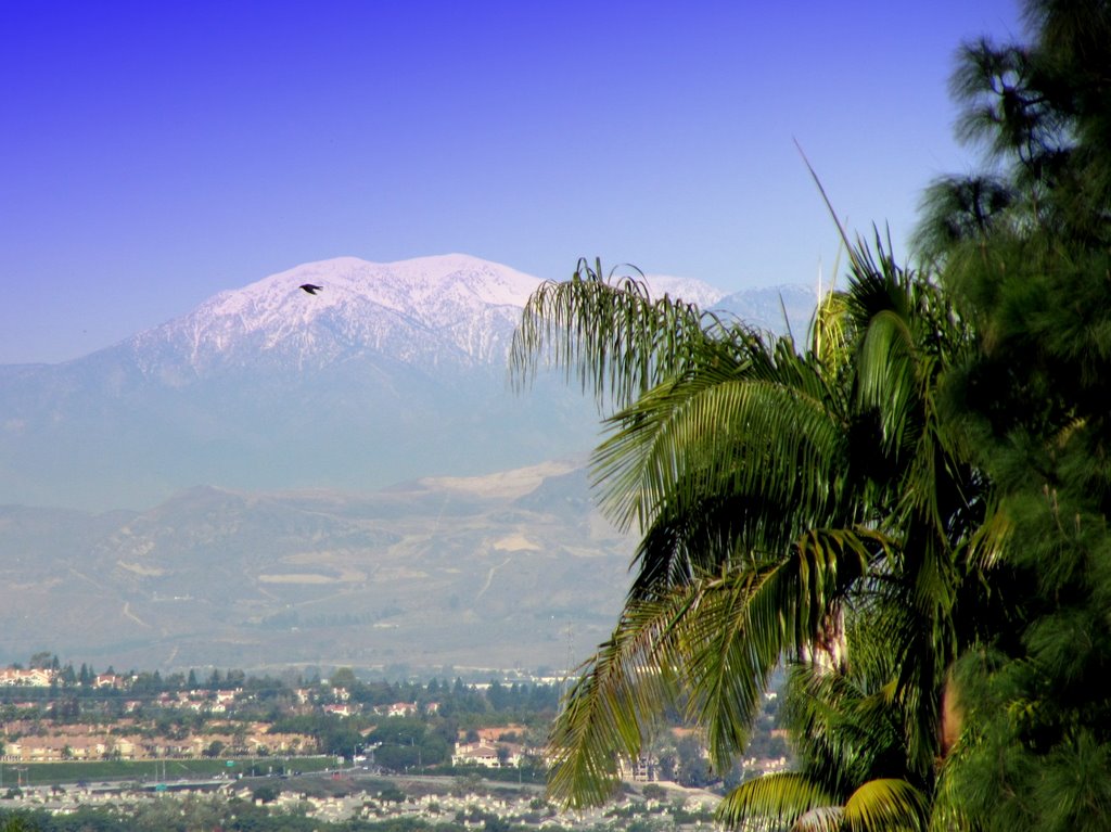 Snowy Mountain Palm Tree by D☼≈≈YmAc