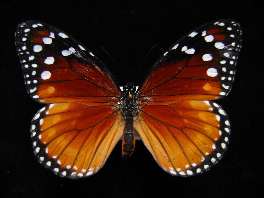 Danaus sp aff ¿eresimus? by Rubén Arturo Guzmán …