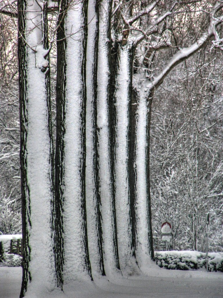 Budenheim - Winterliche Stimmung by charlyfoxtrott