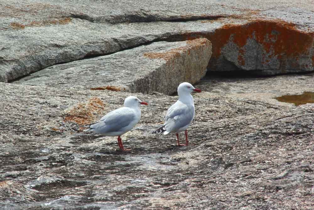 Seagull by alvaro espinel