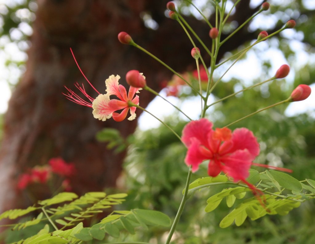 057 Dwarf Poinciana by ©Toodleberry