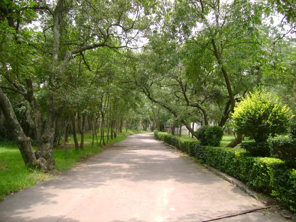 Bosque de Tlalpan by RS-Camaleon