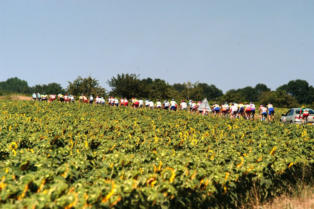 Champ de tournesols by ouatom56