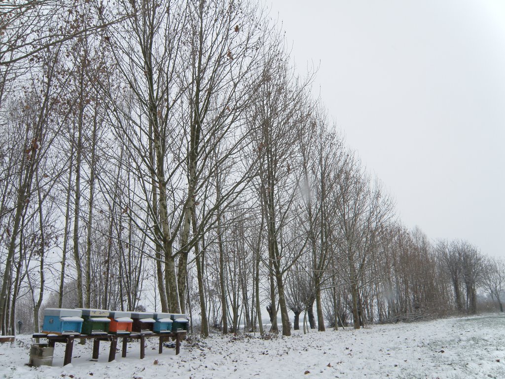 Quinto Vicentino, nevicata del 19-12-2009 by alessandroperuzzo