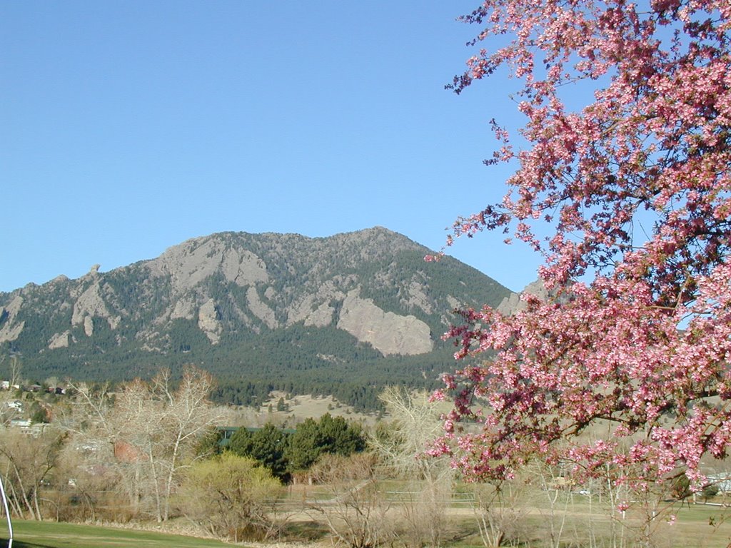 Springtime view of Flatirons from Cherryvale Road, west of Baseline Reservoir by gteneyck