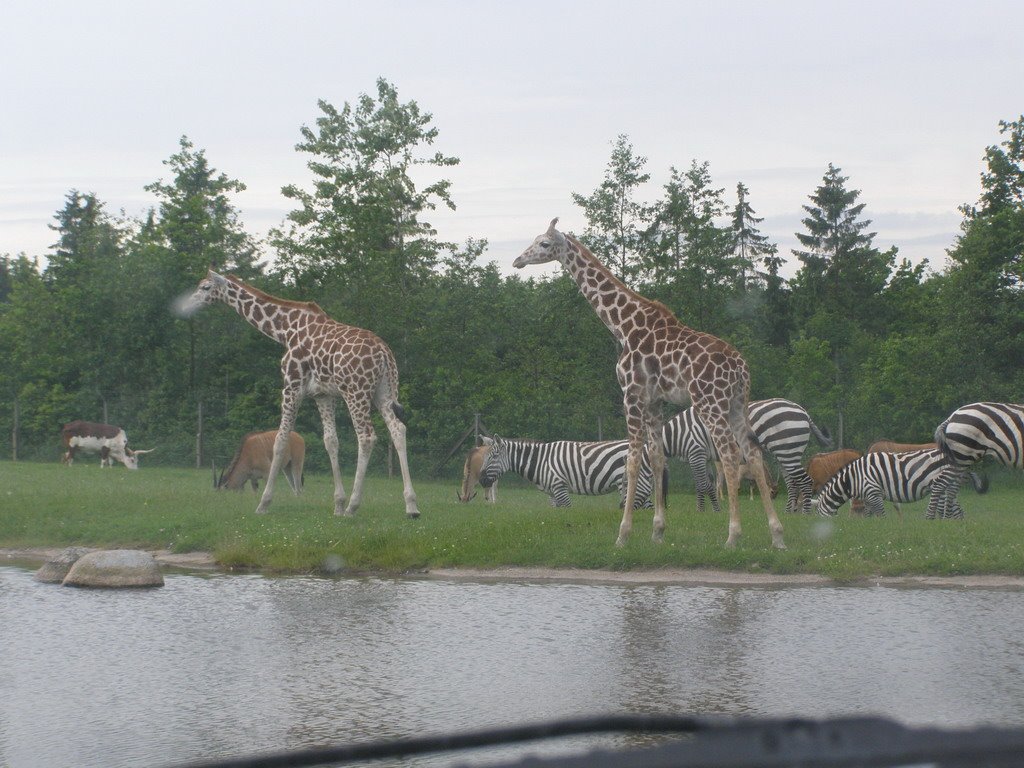 Givskud ZOO by szalik