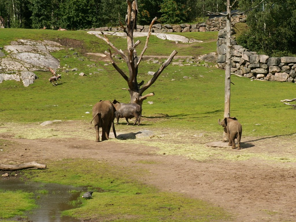 Zoo-Boras by alesnovak