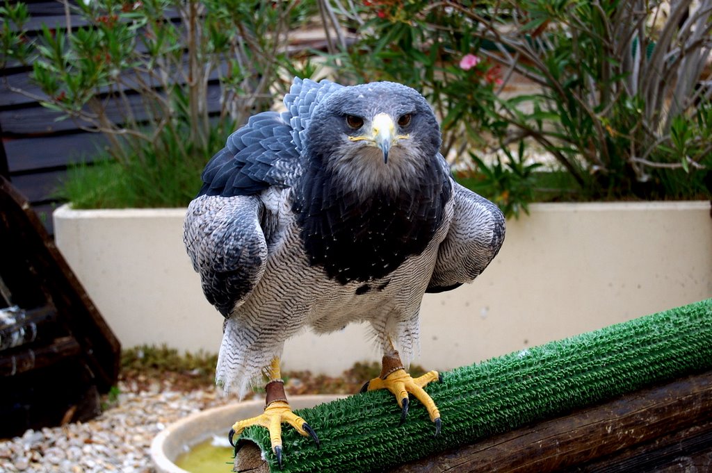 Les Aigles de Beaucaire (Aigle Bateleur ) by Claude Roussel-Dupre