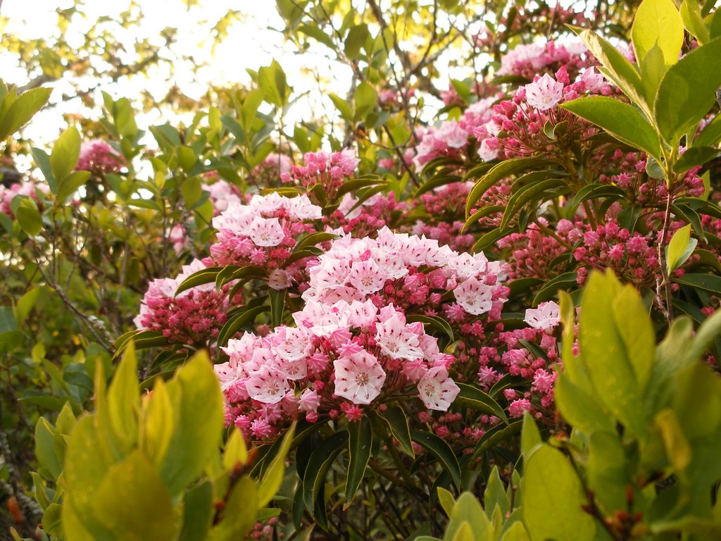 Mountain Laurels on Blood mtn by Rhettamus