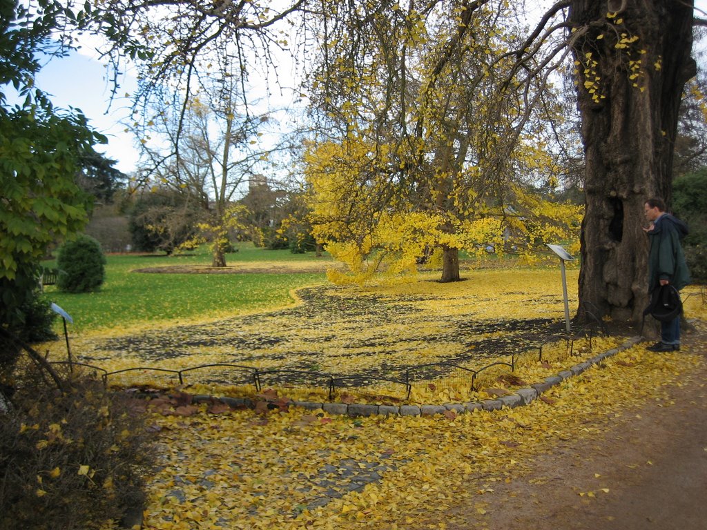 Kew at autamn by Buddika J Hettitantr…