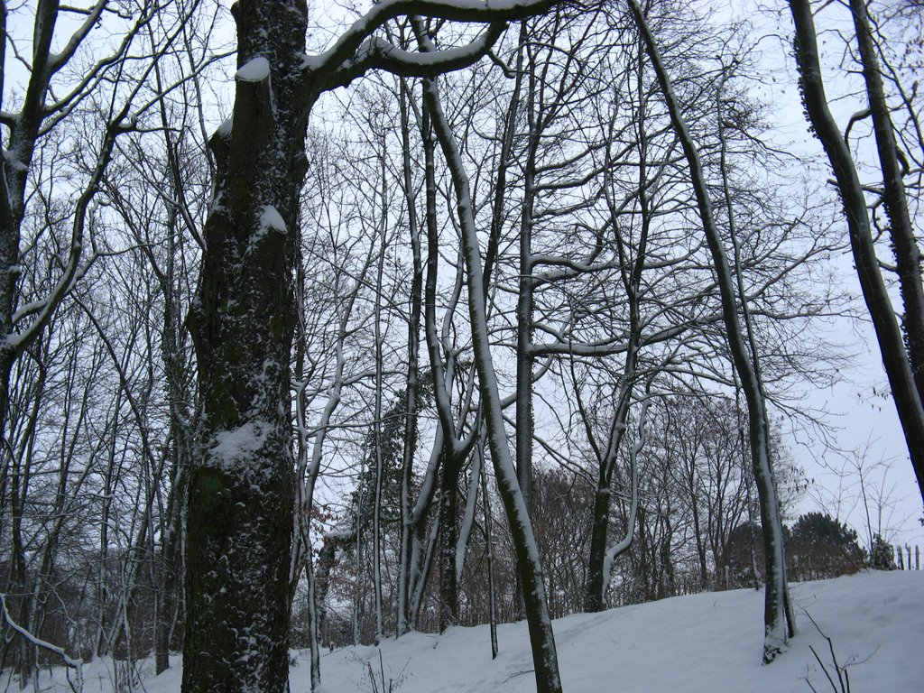 La Promenade de l'ancien chemin de fer Bruxelles-Tervueren (12/2009) by amatala