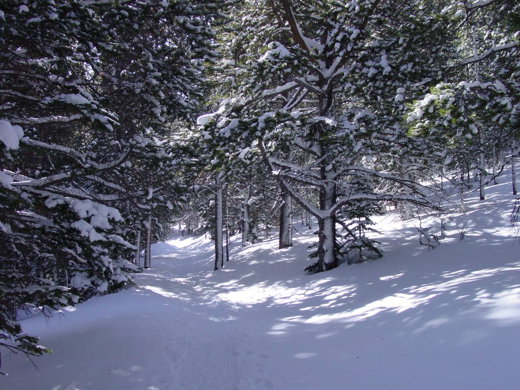 Rocky Mountain NP - following the trail from Bear Lake to Nymph Lake, Feb 2003 by Michael Stuckey