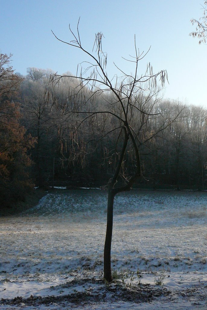 Ferrania (SV). Catalpa (fagiolo indiano) d'inveno. by Walter Carlini