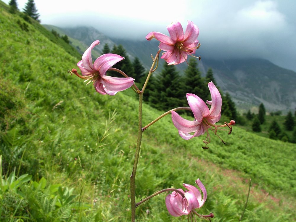 Lilium martagon. Λείριο το Άρειο. Το χρωστάμε στα παιδιά μας.... by Tselos Elias