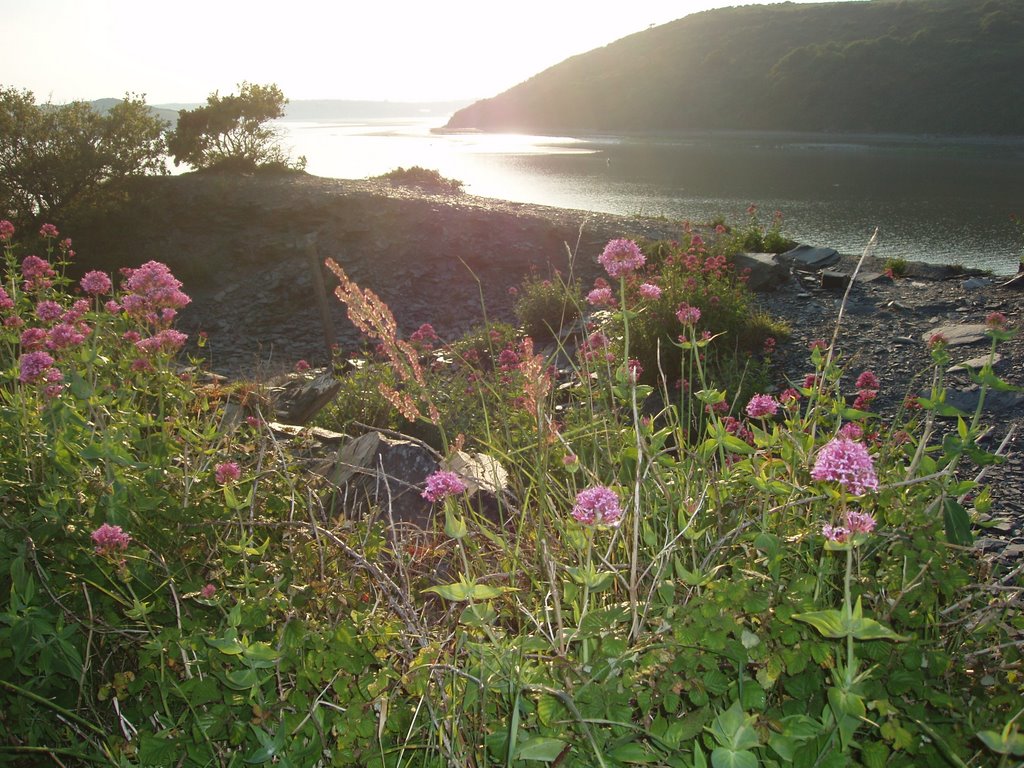 river camel evening by pat j clarke