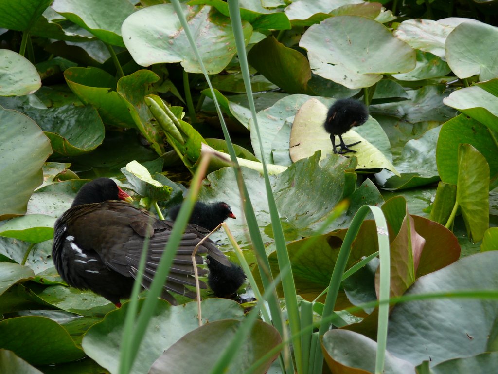 FAmily of Ducks in Donadea Forest Lake by Brian Mooney