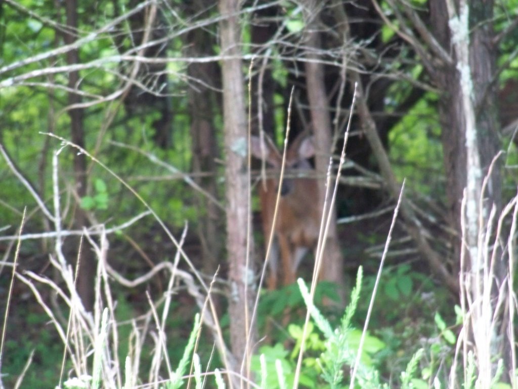 White Tail Deer at Lake Fort Smith State Park by Ken Ehleiter, Jr.