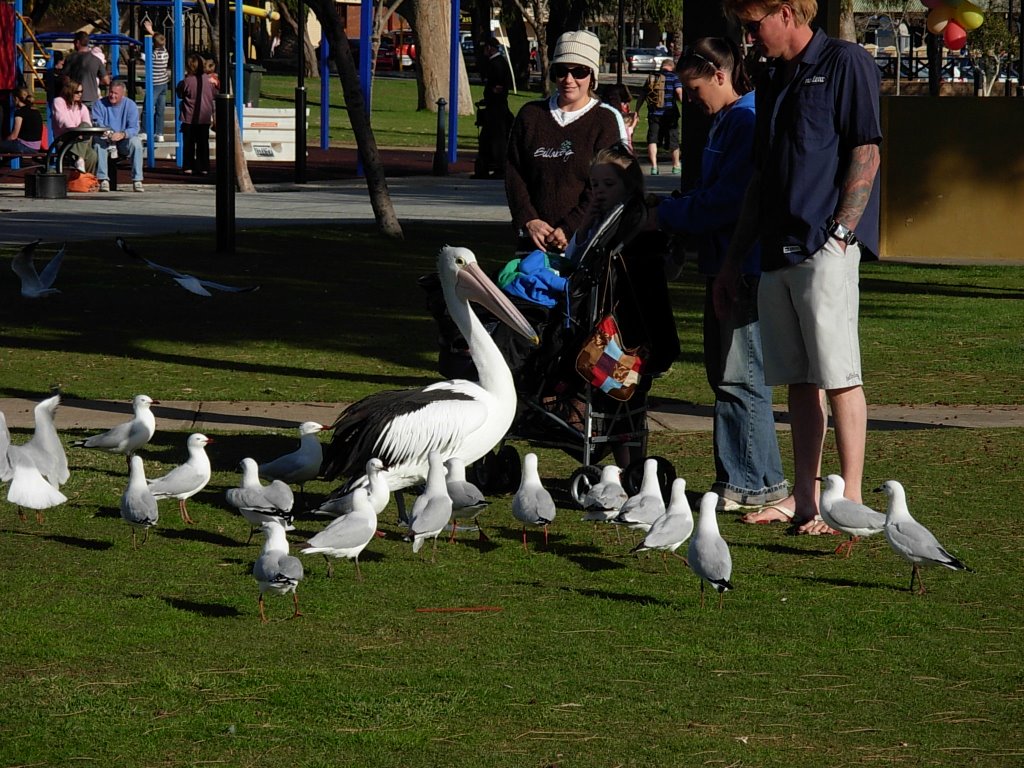 Pelican in Mandurah by mcphoto