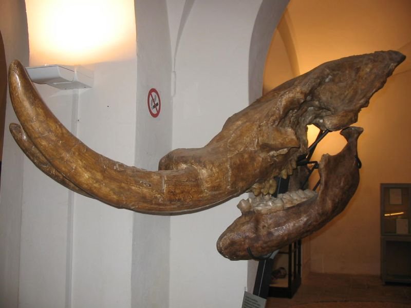 Mastodonte del Chimborazo, museo di storia naturale di Calci, Pisa, Italia by Fabio Iacoponi