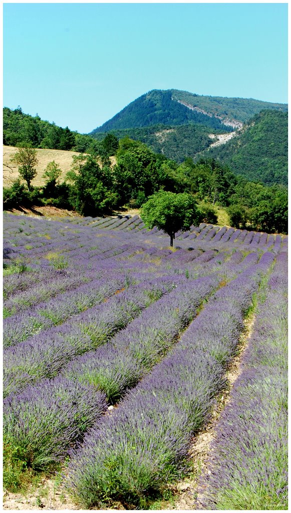 Lavendel france by marcorolleman