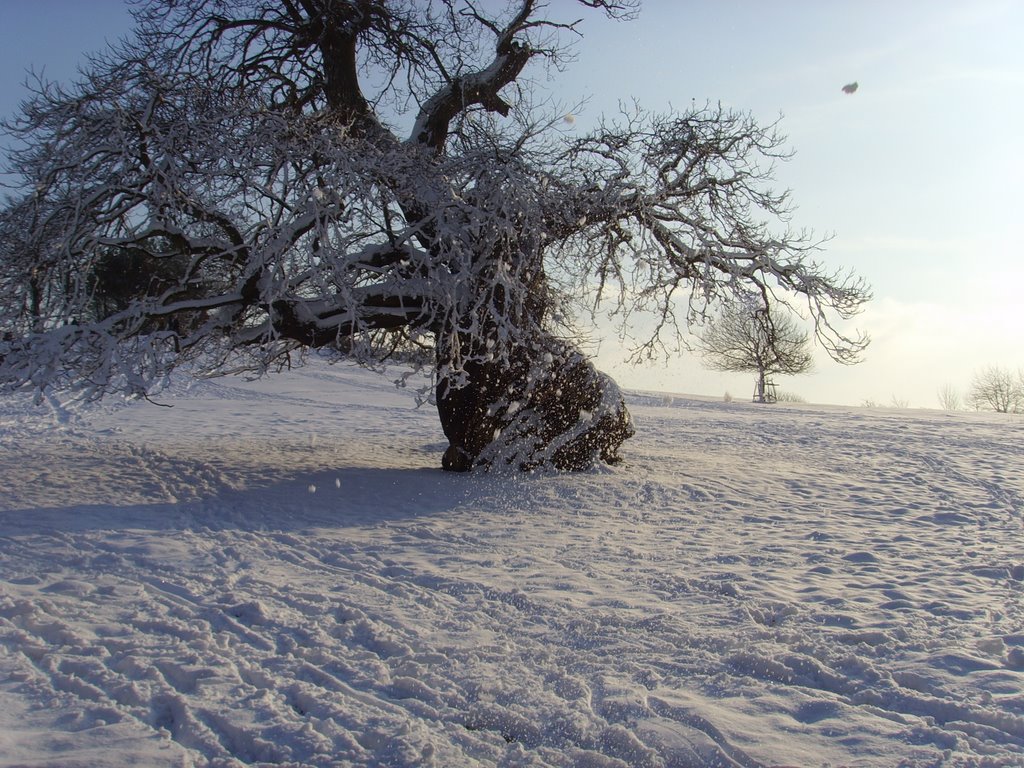 Haggered old Tree, Sundridge by bjwhite