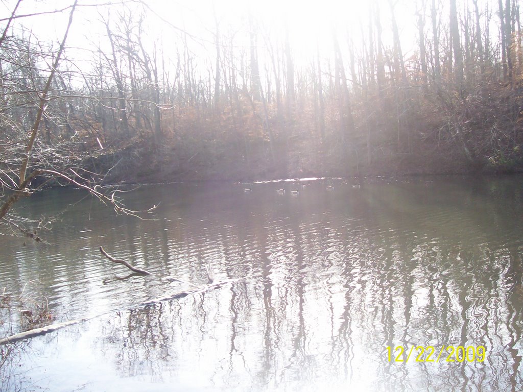 Geese on Old Stone Fort Park River, Manchester, Tn by jrlg30