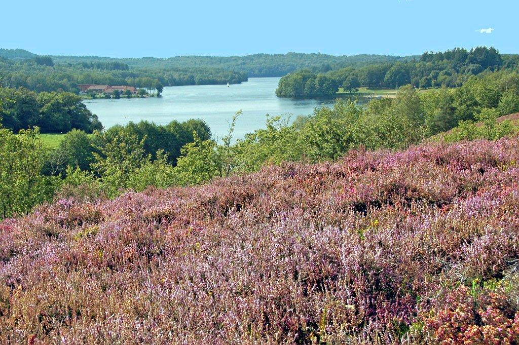 Lac de Saint Pardoux depuis un champ de bruyère (haute vienne) by jl capdeville