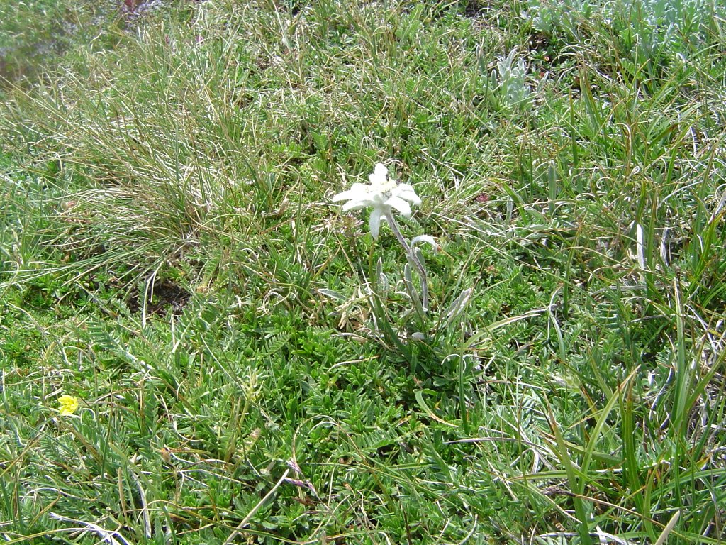 Edelweiss in Austria, near the Grossglockner by Wim Rietberg