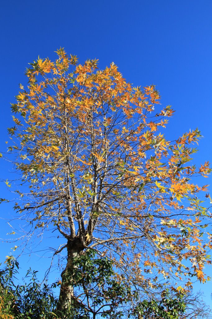 Colorful Sycamore Tree, Novato, California by davidcmc58