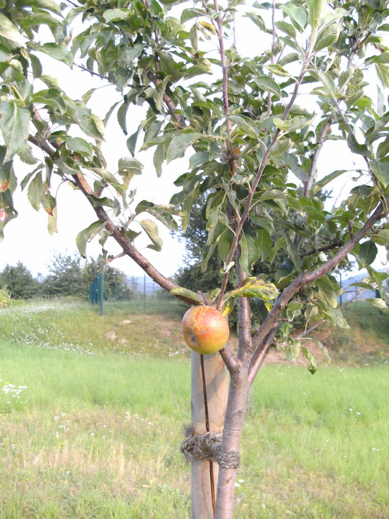 Der erste Apfel by Bimbo56