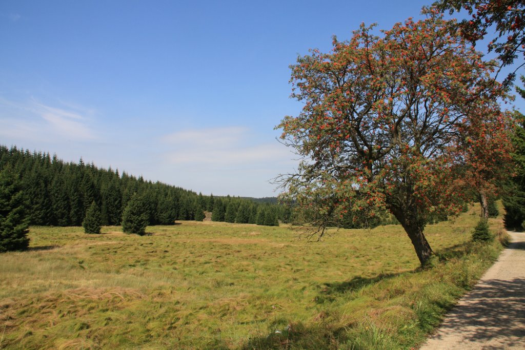 Tal der Schwarzen Pockau im August by Huehnchen