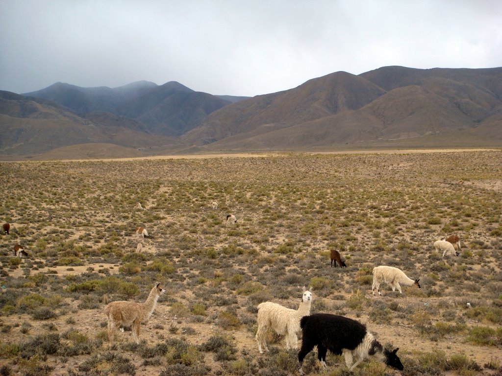 BOLIVIA Camino 602 sin asfalto by Talavan