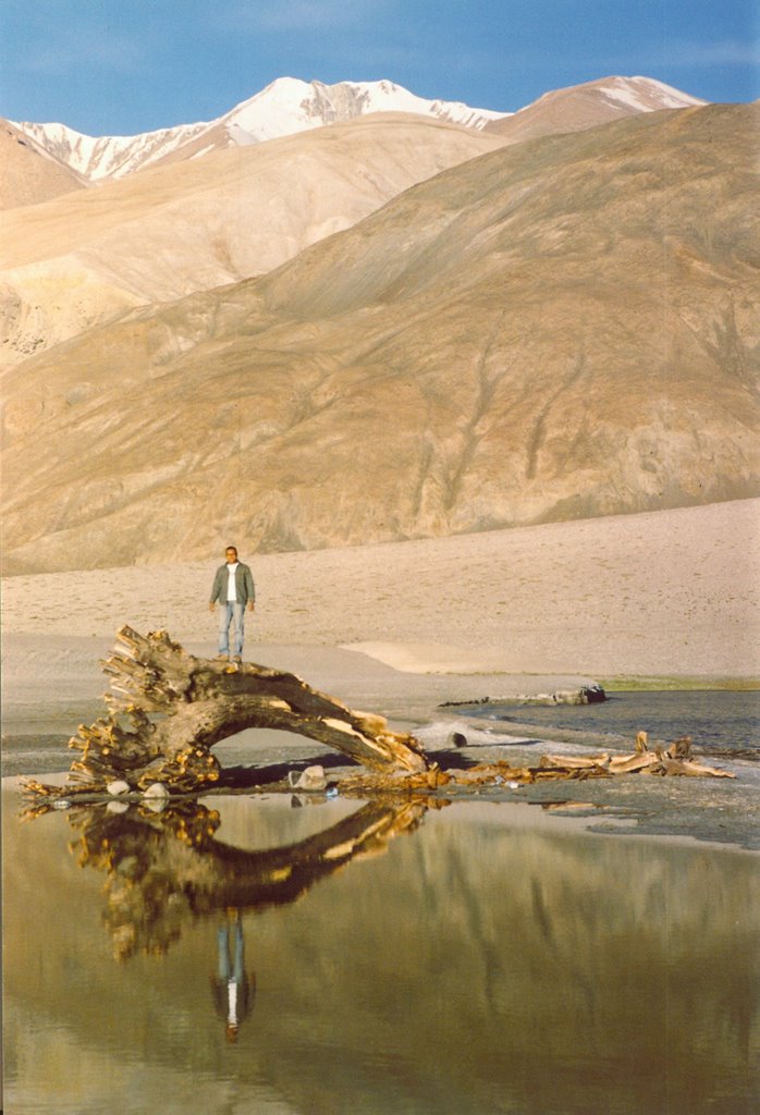 Dead tree in lake by ashwini