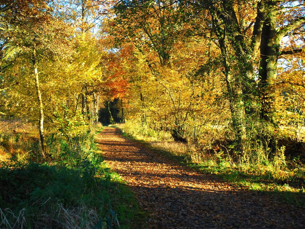 Herbst am Wanderweg im Duvensteter-Brook. by Hans Wolters