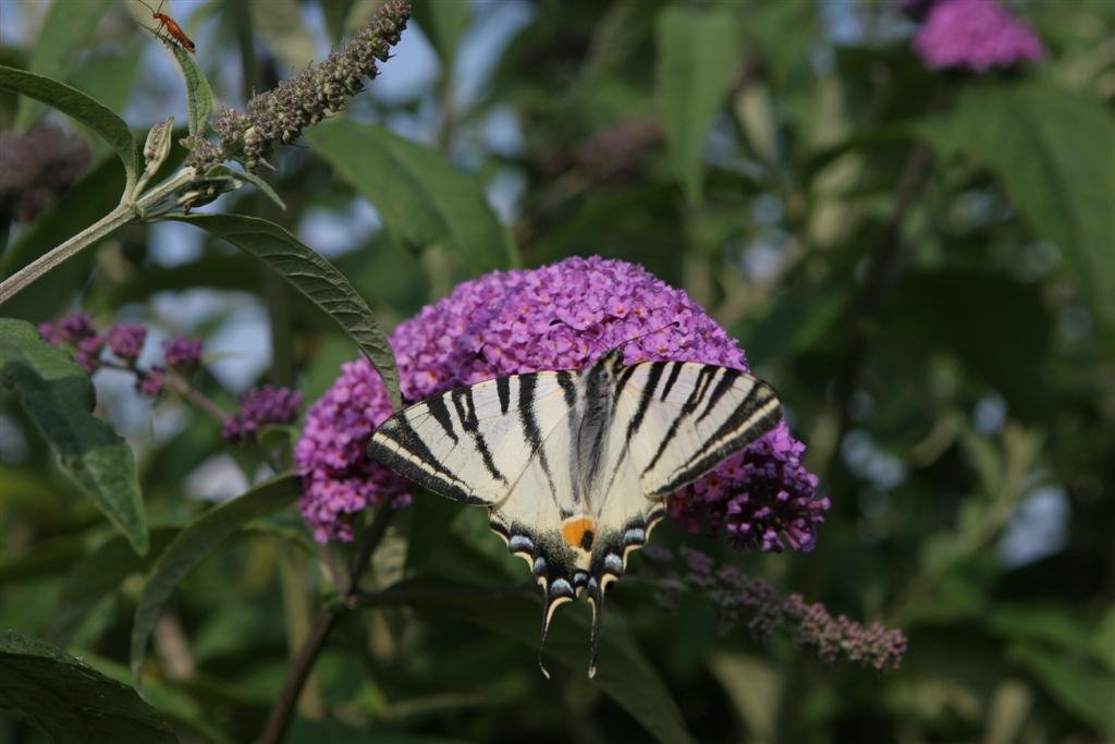 Papilio machaon L. - Schwalbenschwanz by Thomas Igler