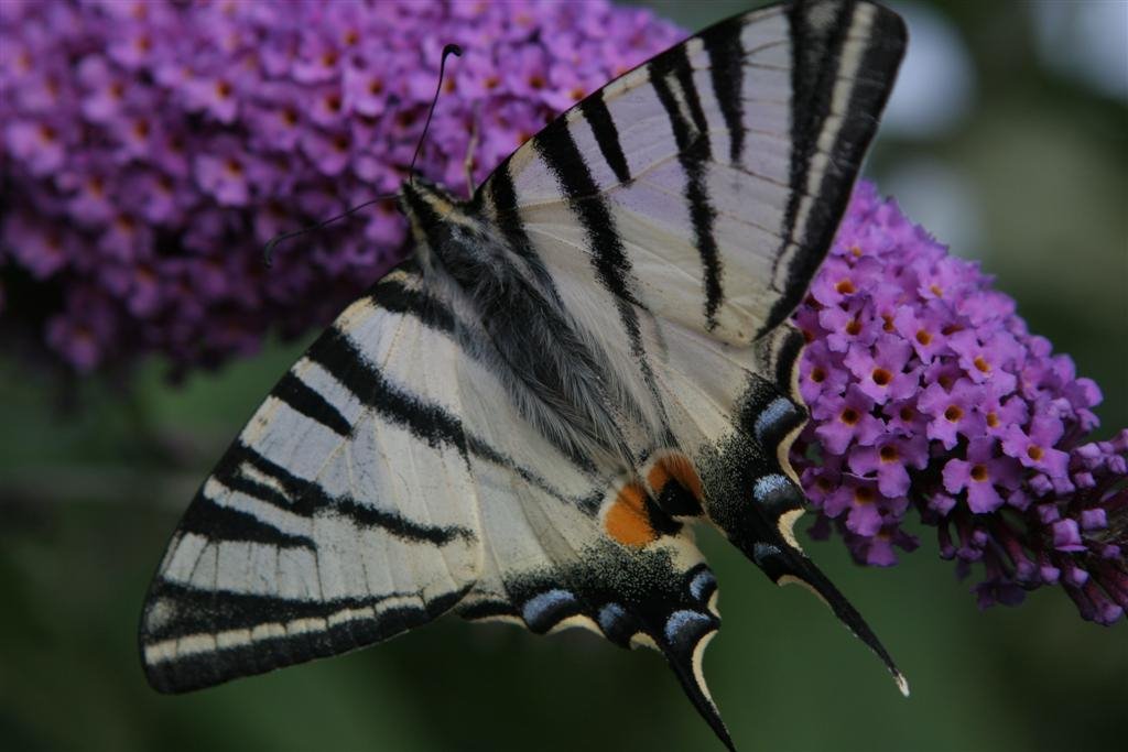 Papilio machaon L. - Schwalbenschwanz by Thomas Igler