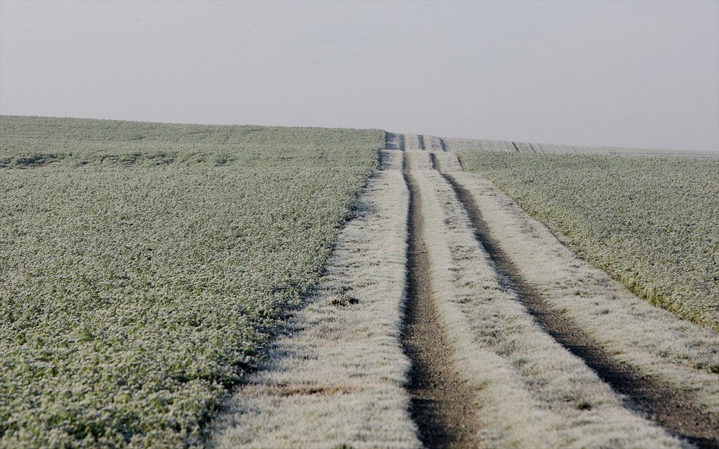 Frost by Mike Vogelsang