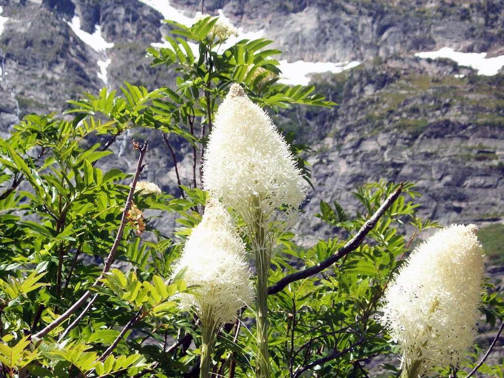 Beargrass near Leigh Lake by Andrew Klaus