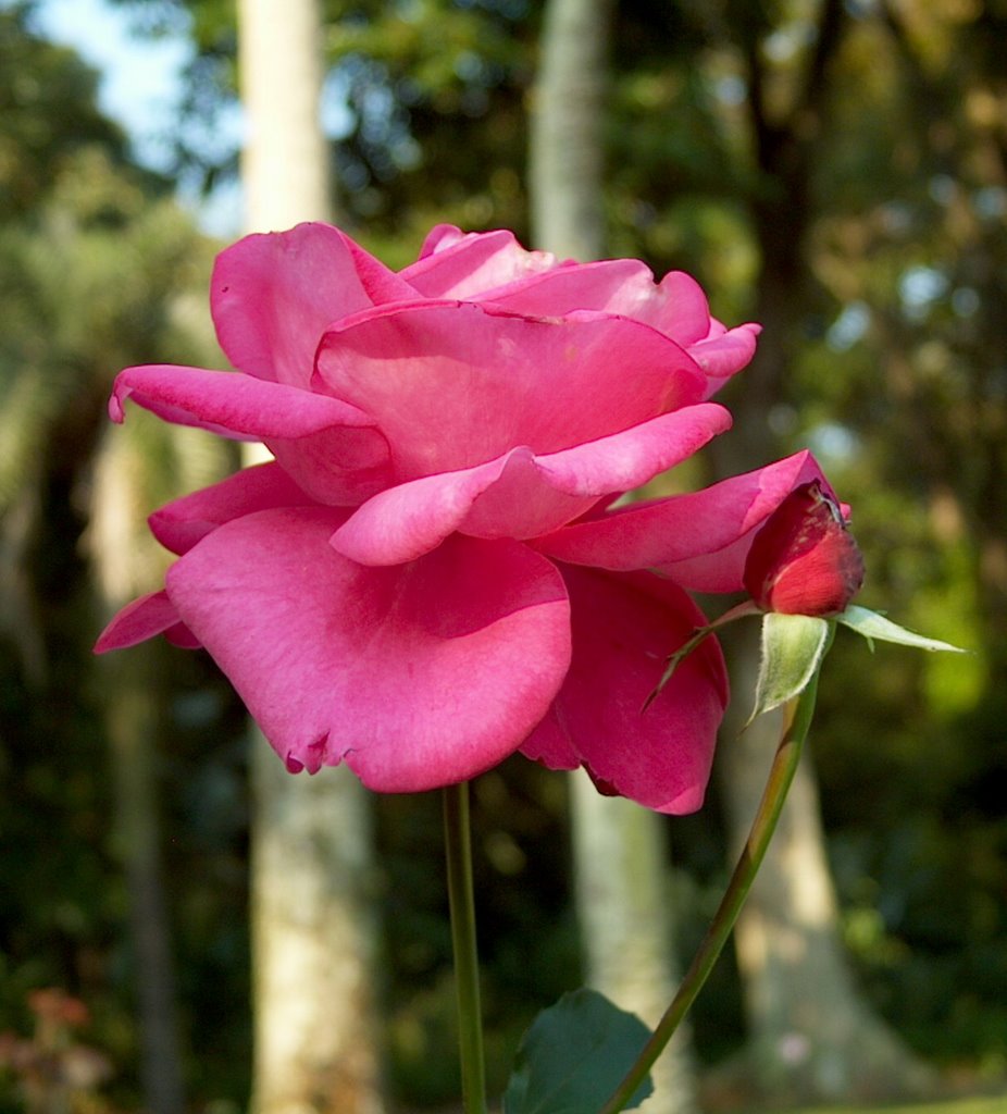 Botanic garden. Rio de Janeiro by peetersky