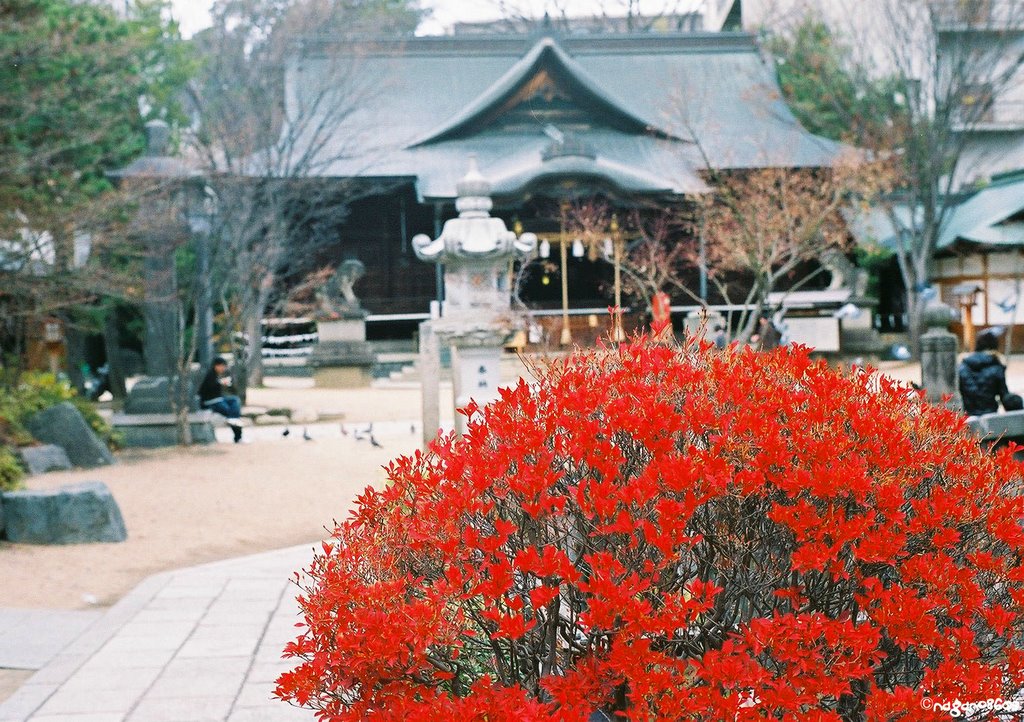 Yohashira Jinja shrine 四柱神社 by nagano8609