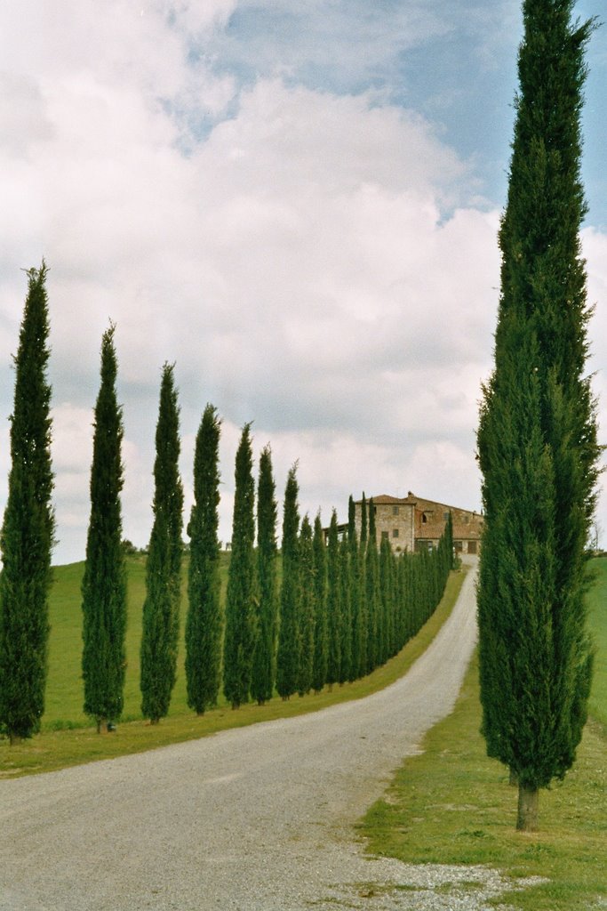 Zypressenhain in der Crete, Toscana by georgf