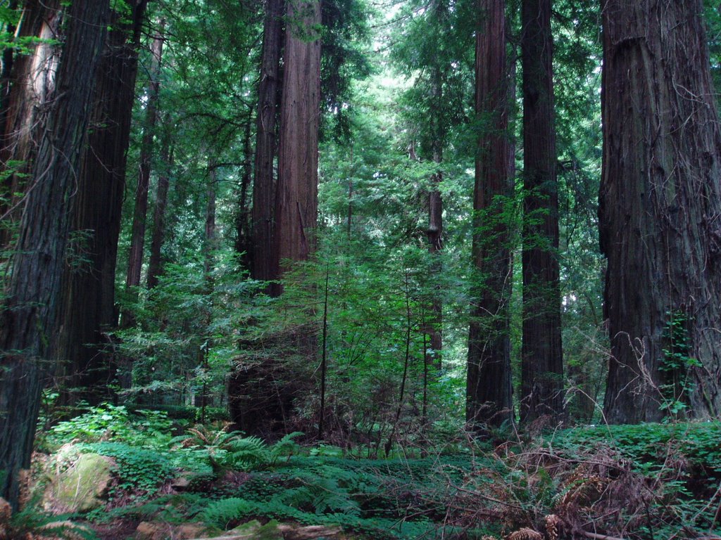 Avenue of the Giants, Humbolt, County, CA. by riccas59