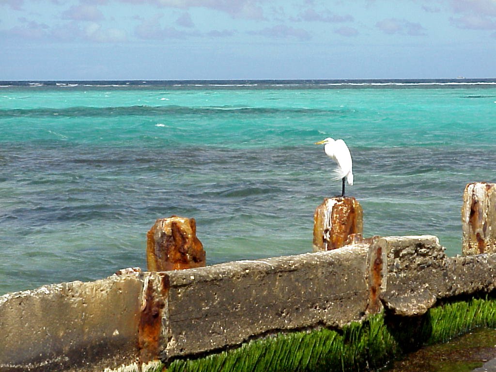 Snowy Egrett on Breakwater, St. Croix, VI by draws4430